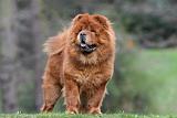 CHOW CHOW 753